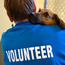 Volunteering with Animals Dog Kennel