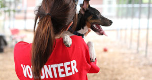 Volunteering with Anilmals and Dogs